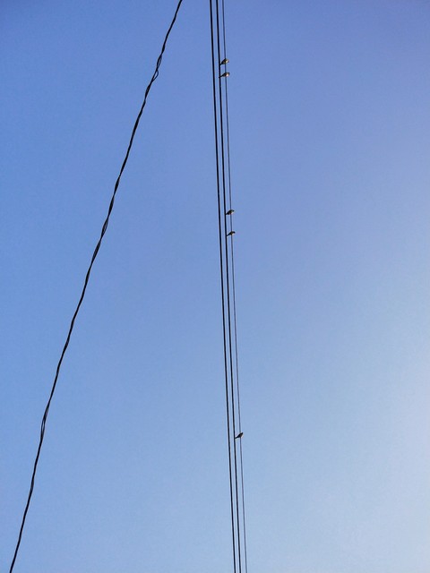 just few birds