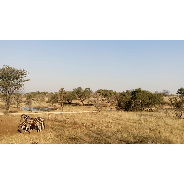 safari