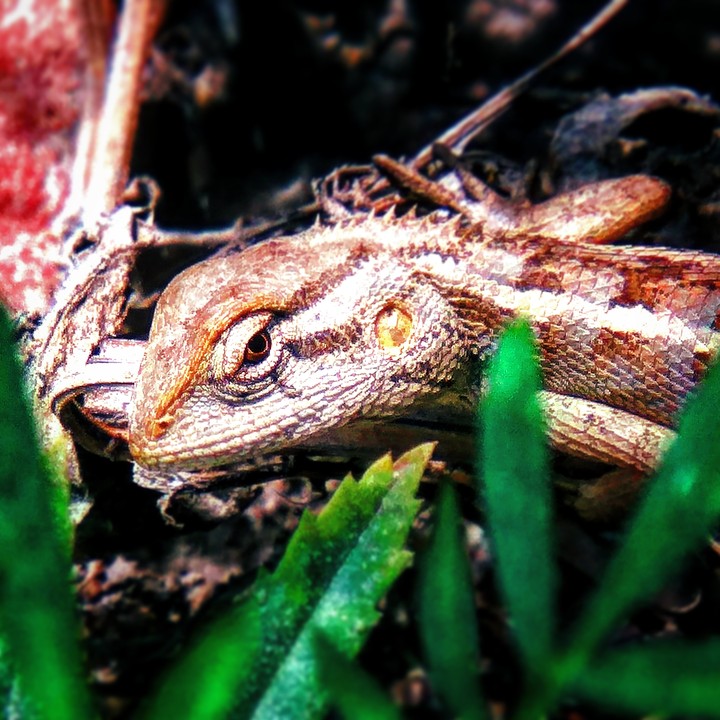 chameleon