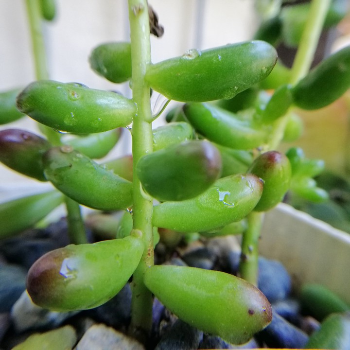 Jelly bean succulent