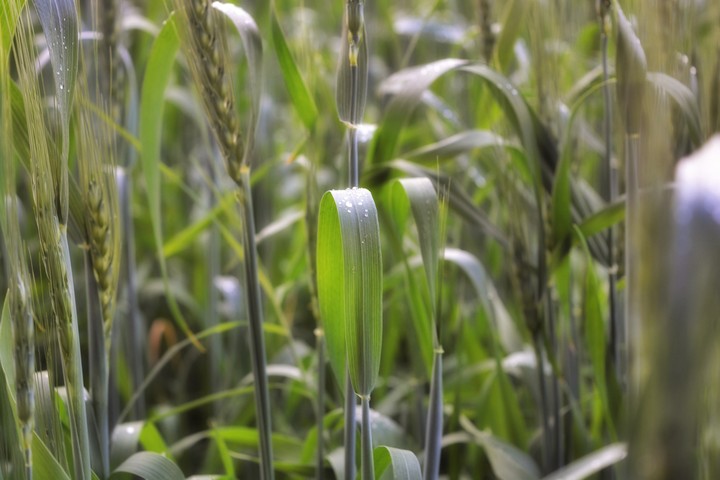 Morning Dew
