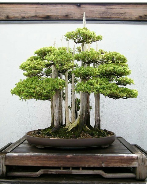 bonsai