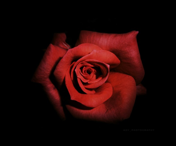 Rose portrait !