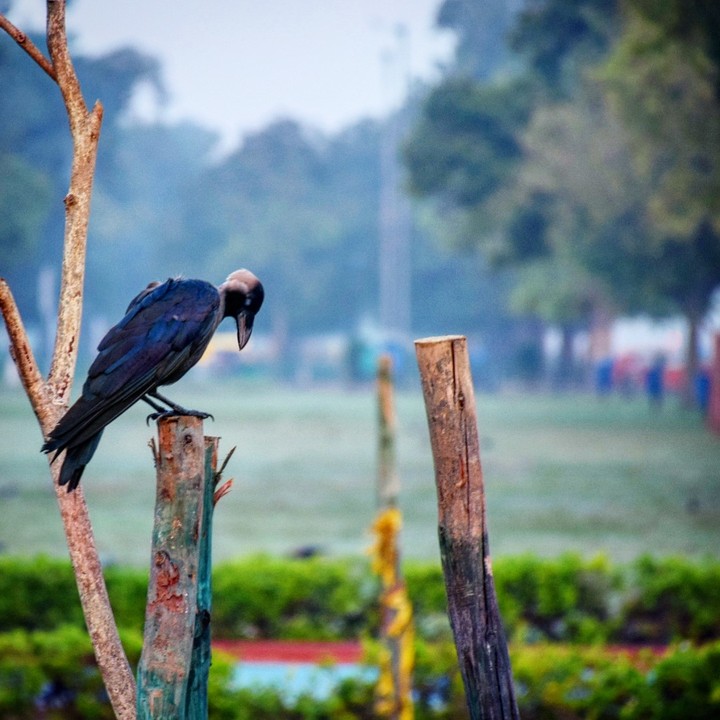 crow