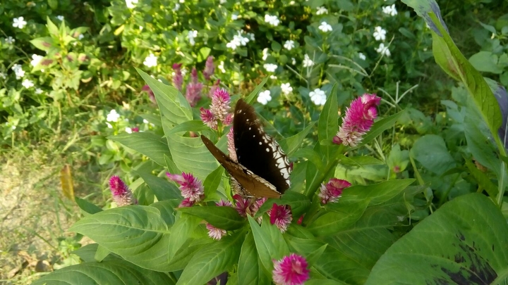 flower with butterfly