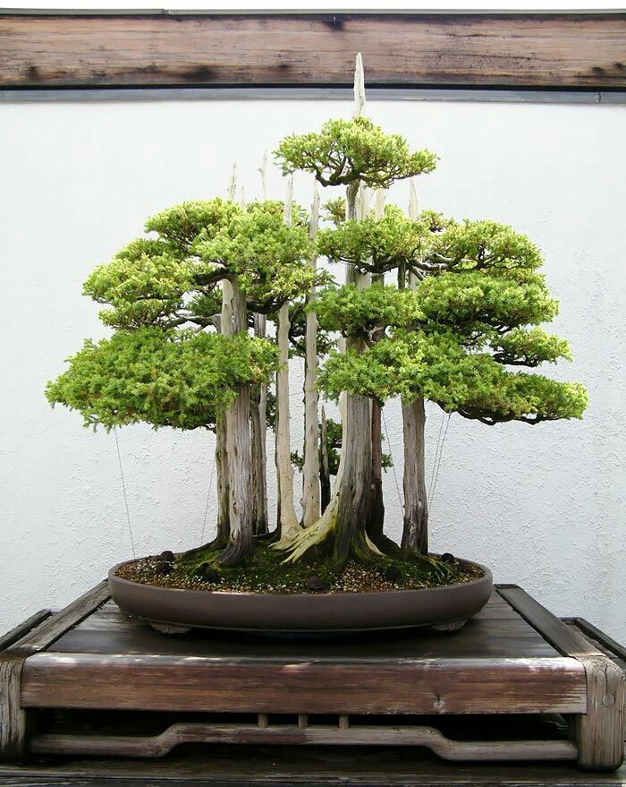 bonsai