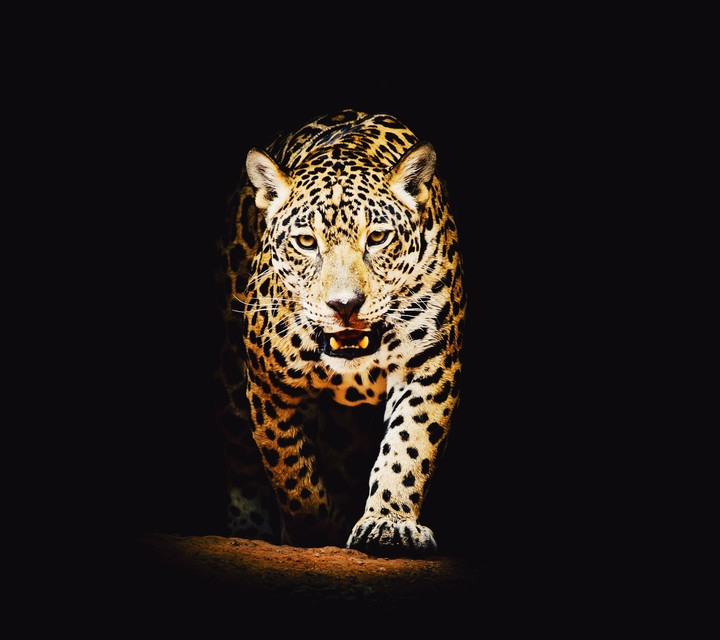 tiger