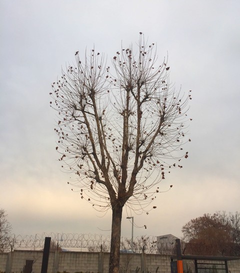winter tree