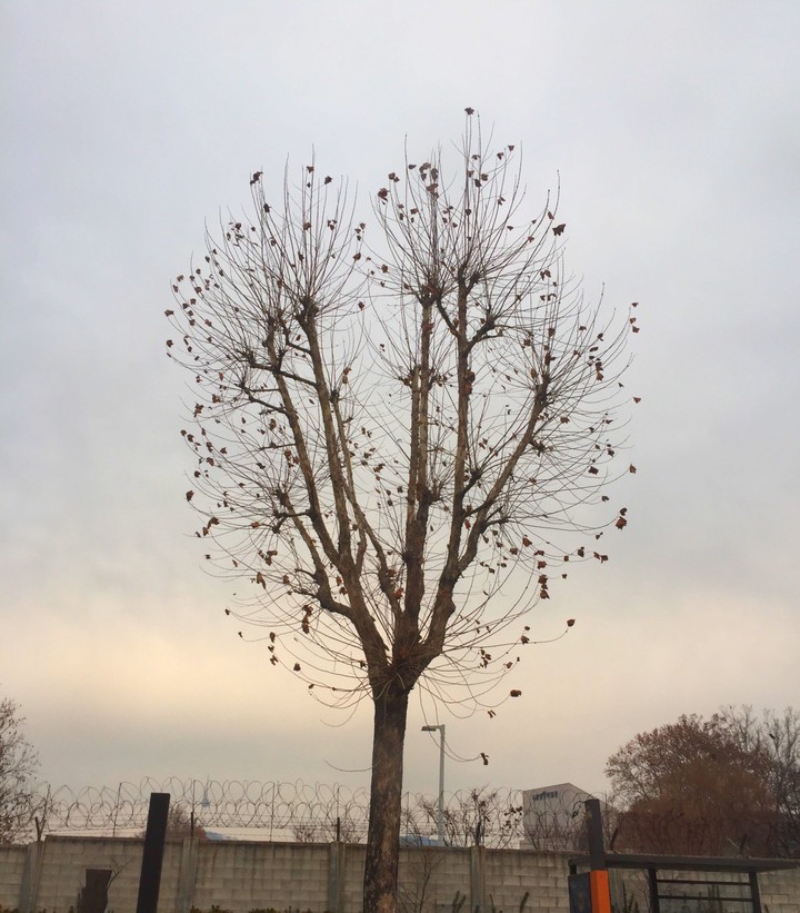 winter tree