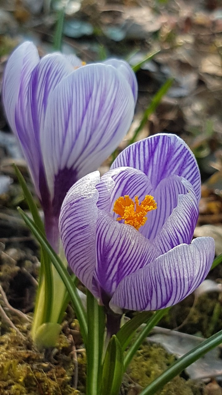 Spring