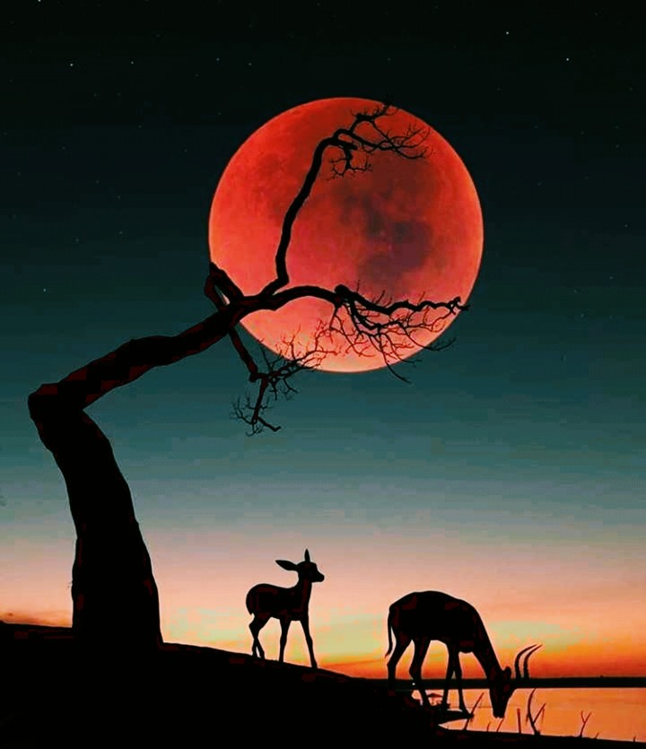 Rajasthan night 