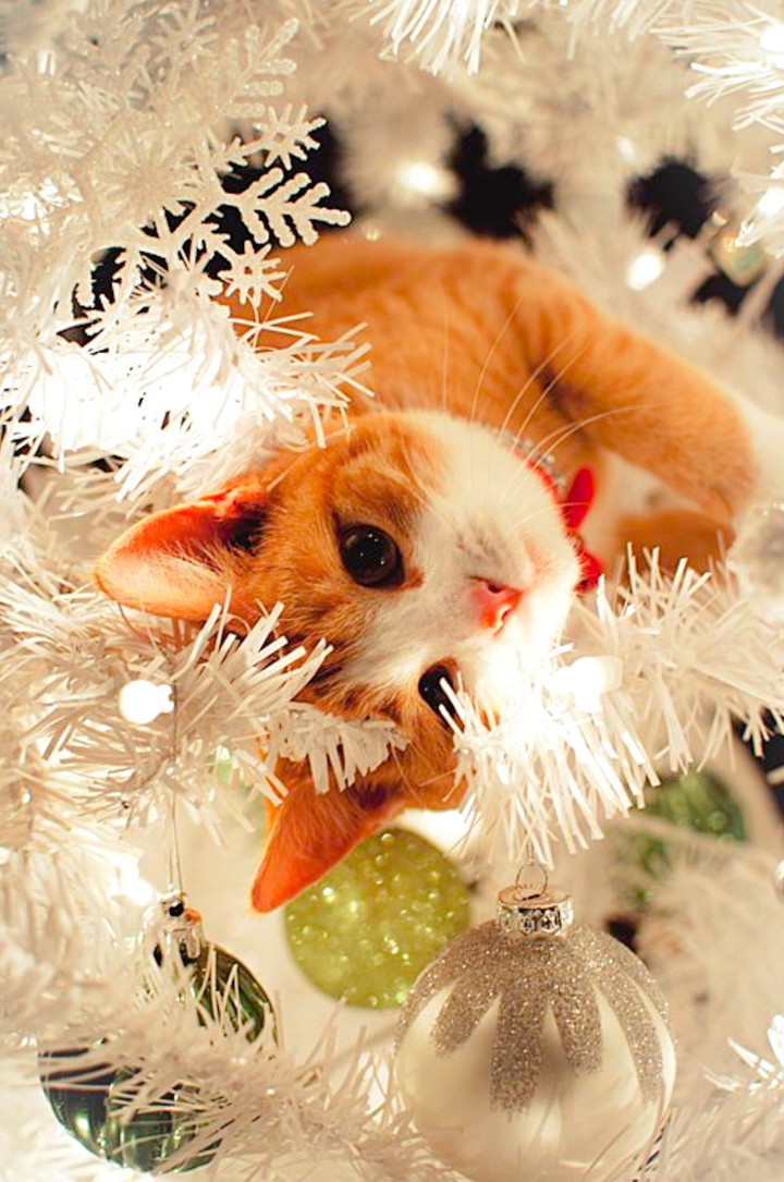Happy new year, cat!