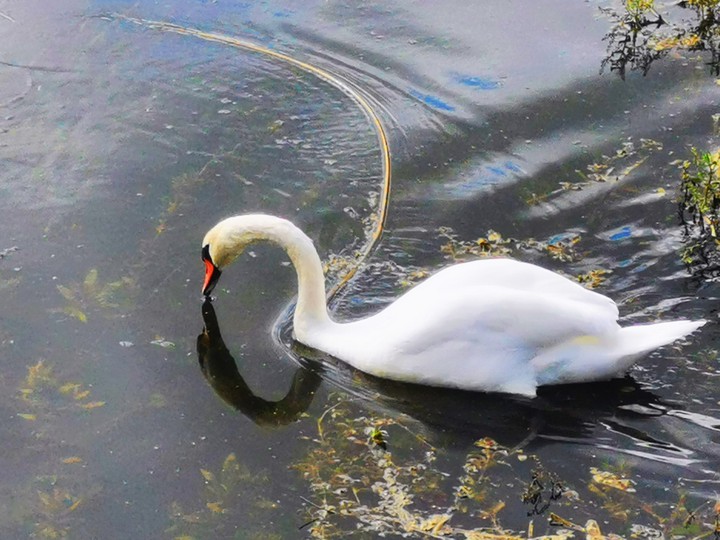 The Swan