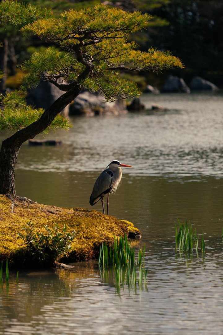 bird