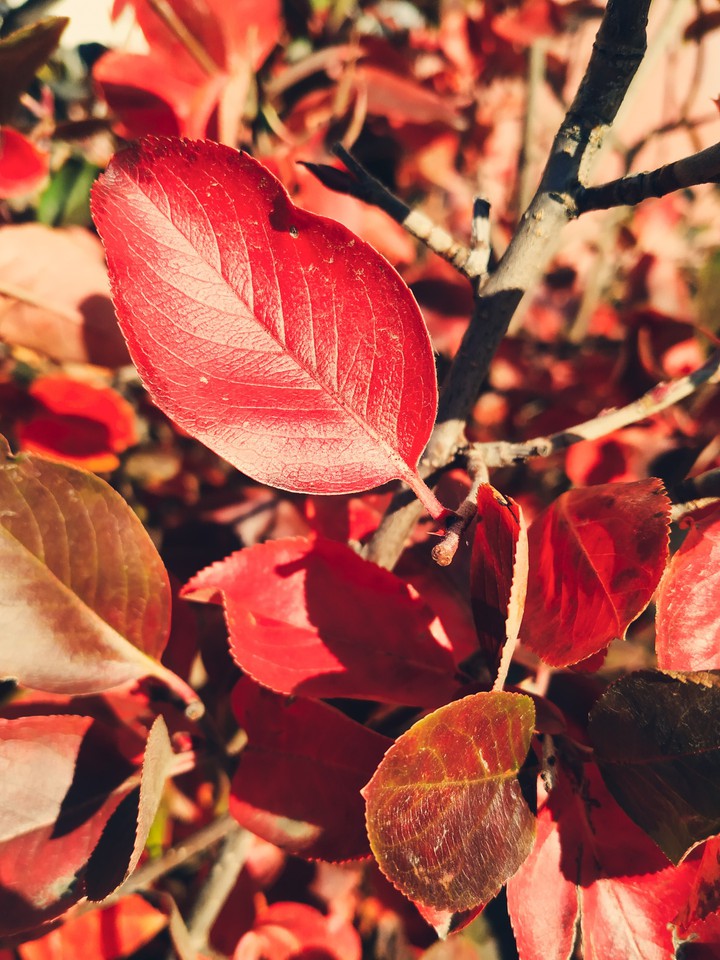 Flora