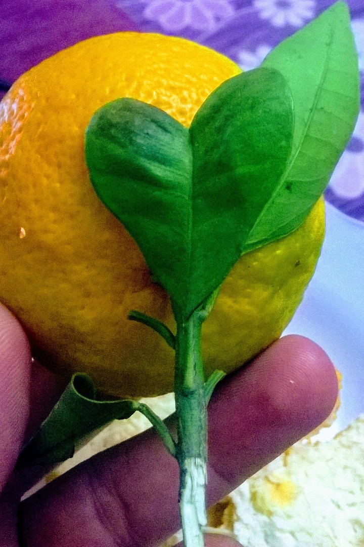 Natural heart