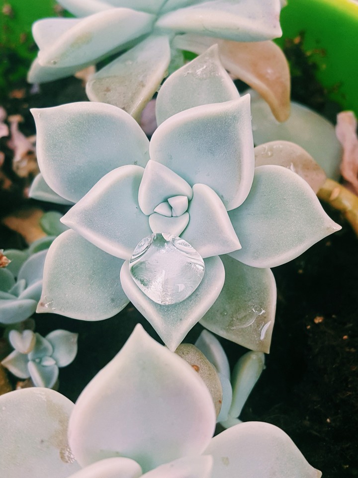 flower, water, nature, love, life