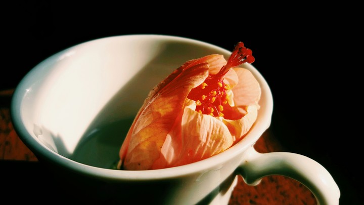 Flower in Cup
