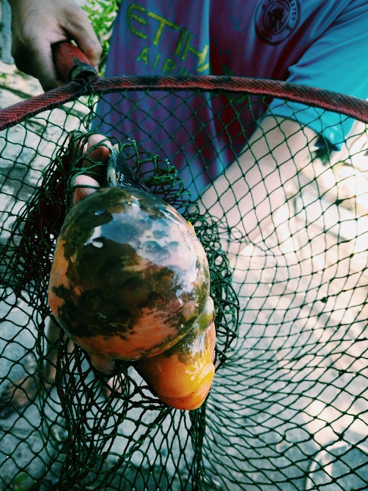 trà sữa fishing