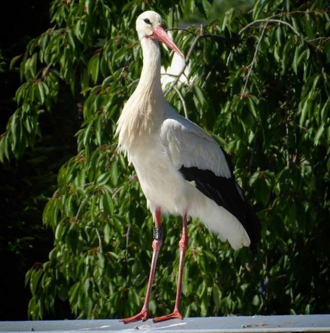 vertebrate, ciconiiformes achtergronden