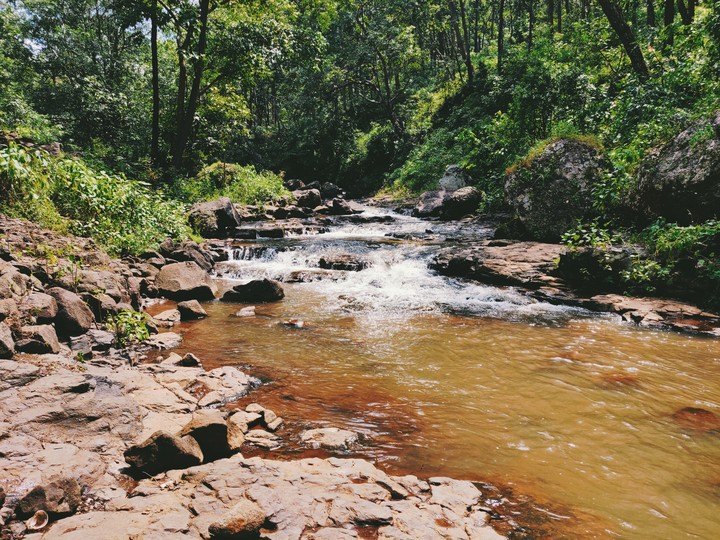 River In Forest