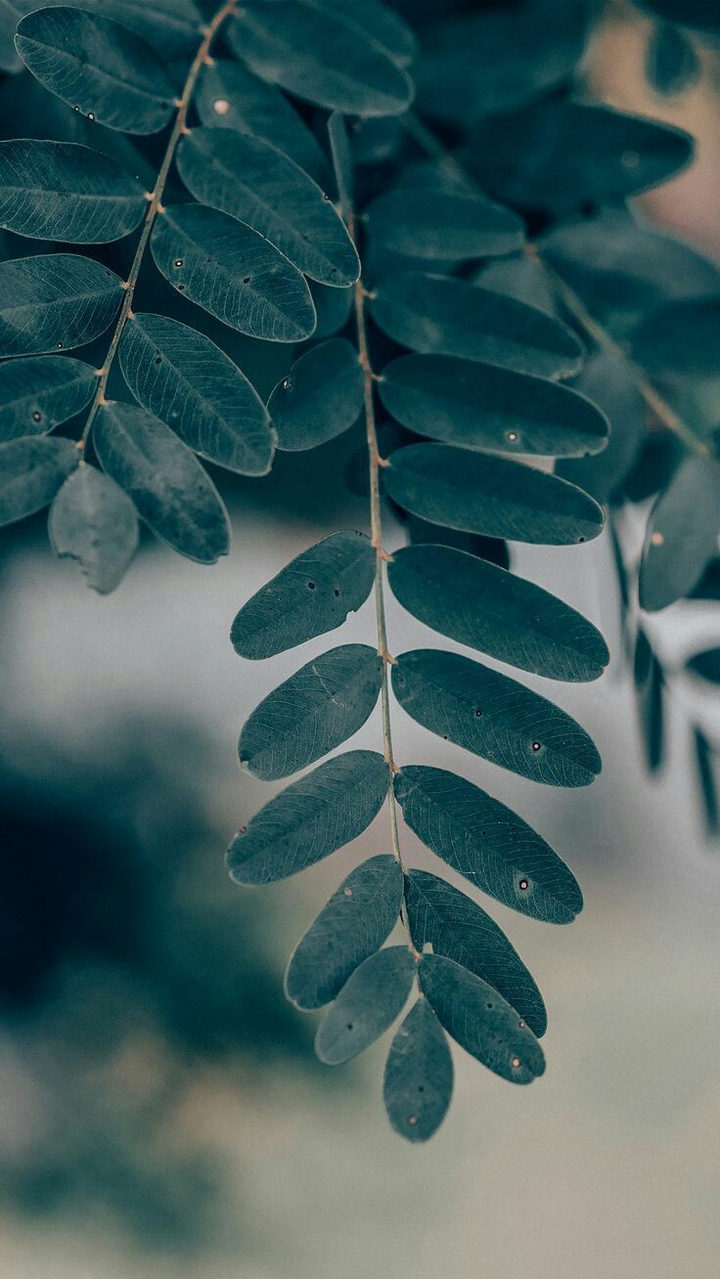 Green leaves