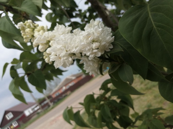 сирень