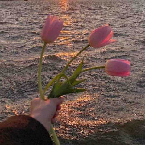 pink, tulip壁纸