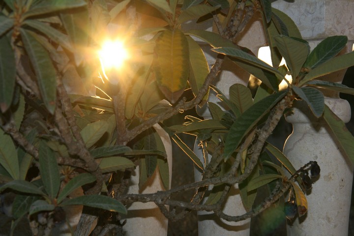 sunlight through leaves