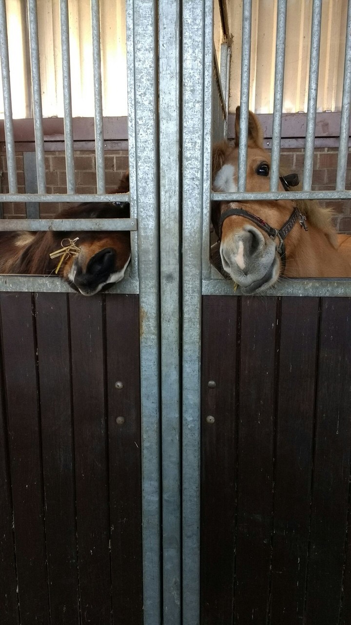 best friend horse edition