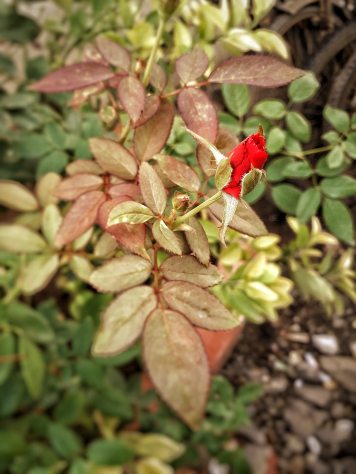 flowers