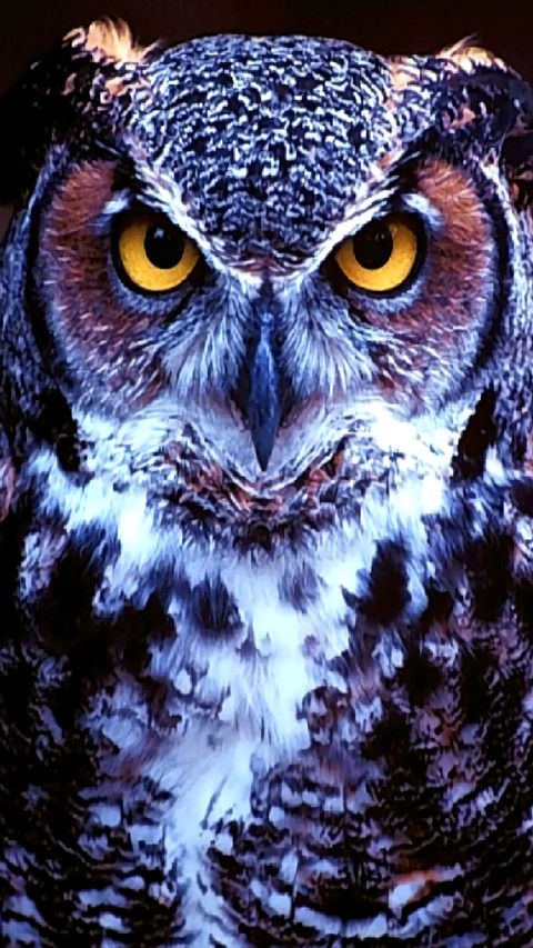 Owl