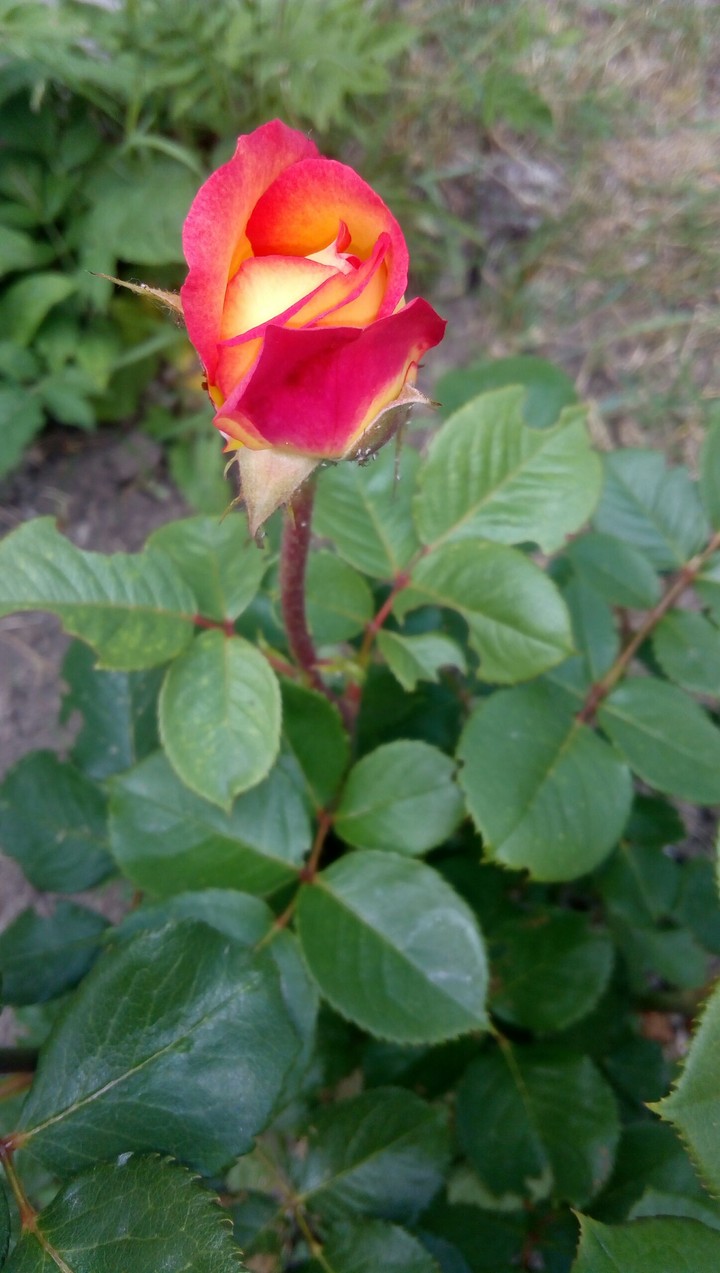 rose red with orange