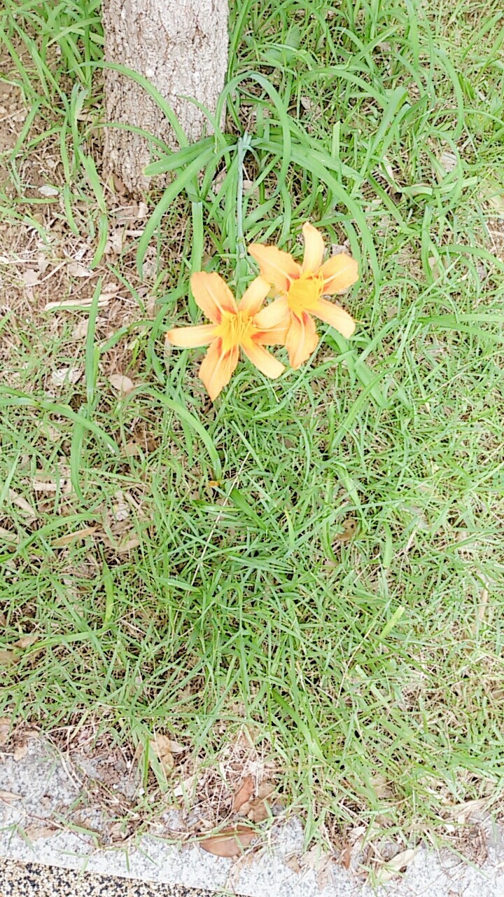 마당에 있는 꽃(Flowers in the yard)