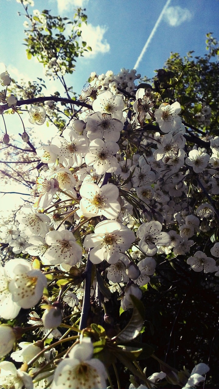 spring
