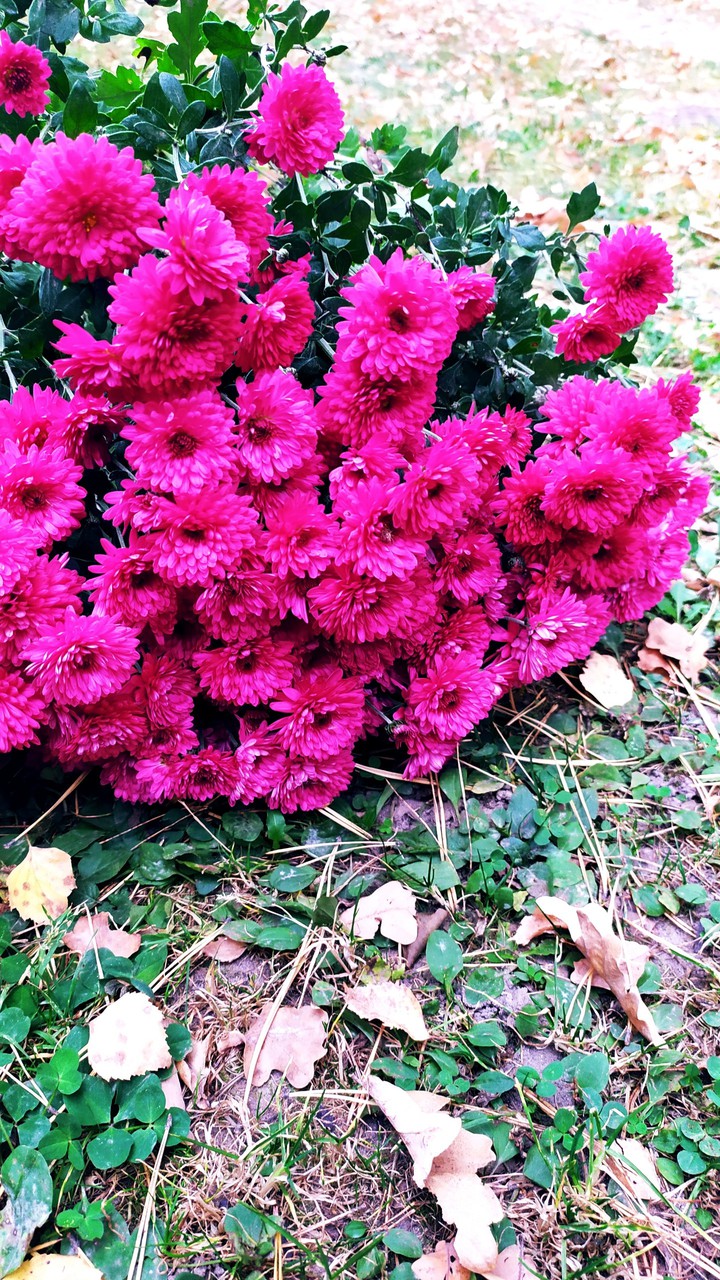 Flowers