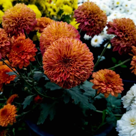 beautiful sevanti flower