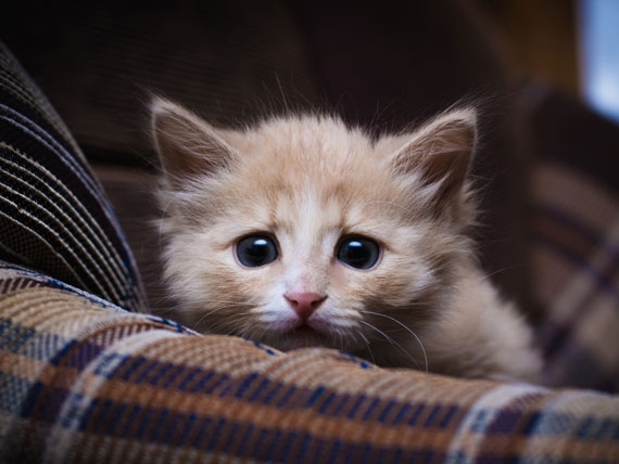 cute cat