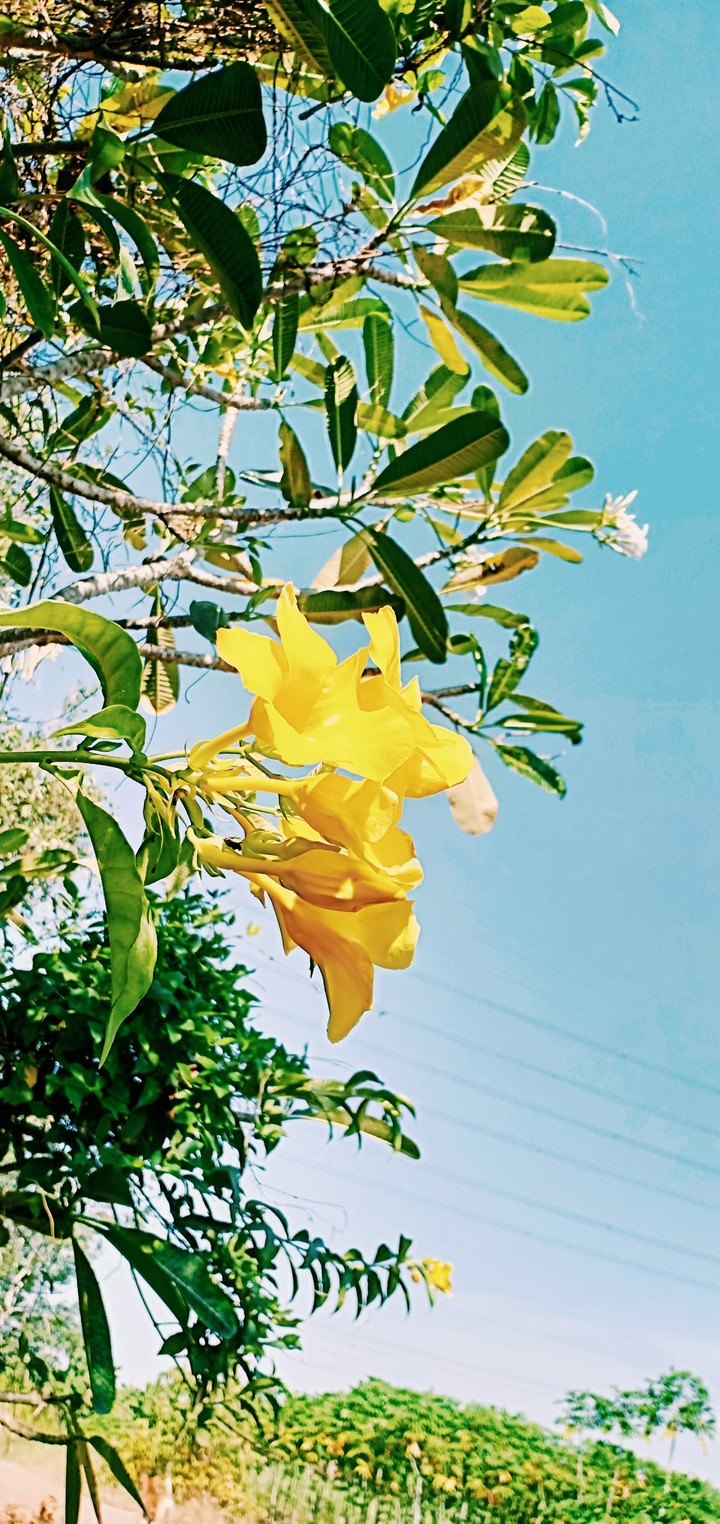hoa dại