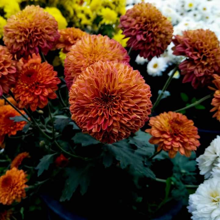 beautiful sevanti flower