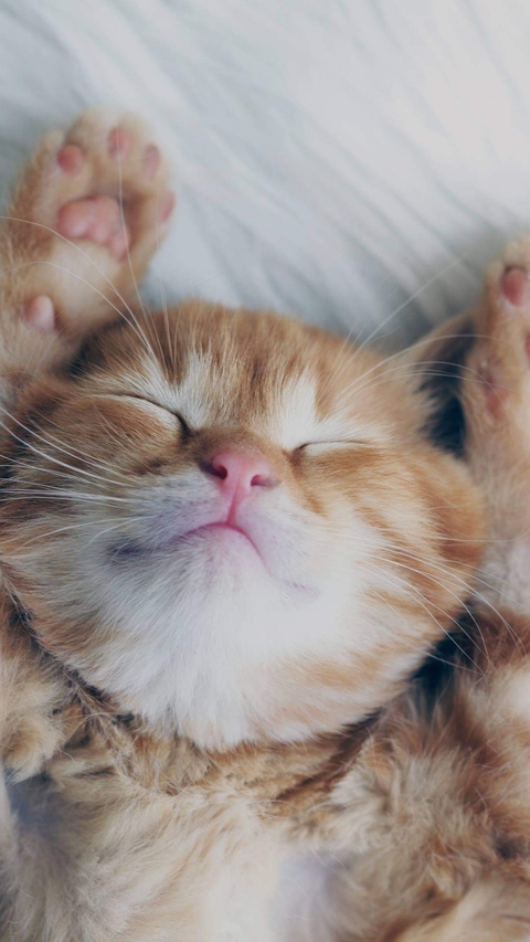 kedi