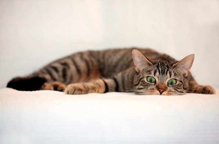 cat