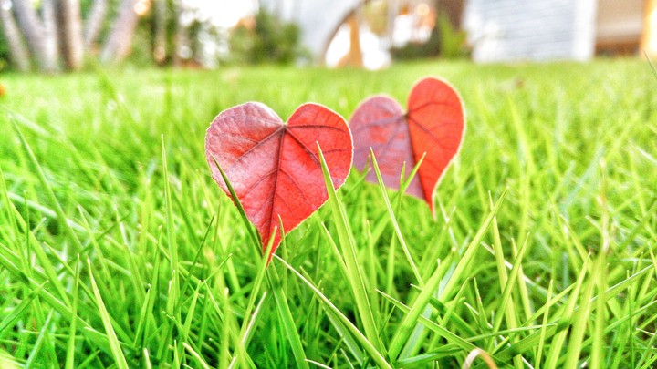 Love of nature