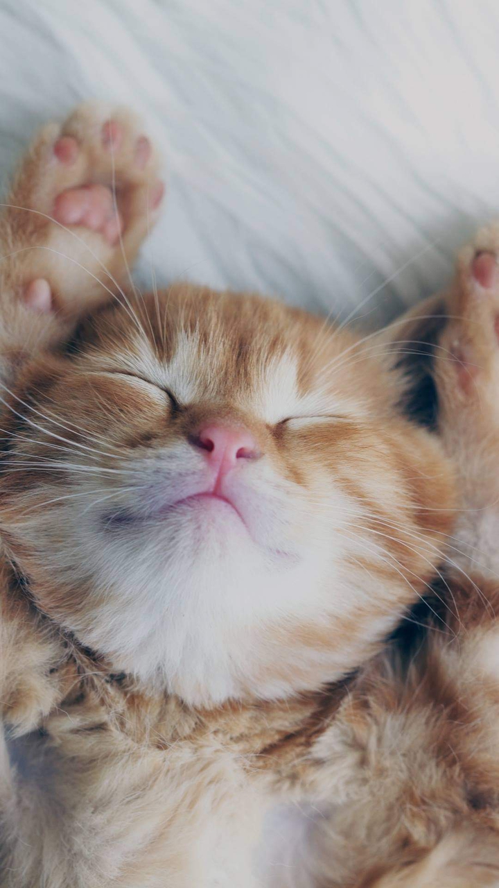 kedi