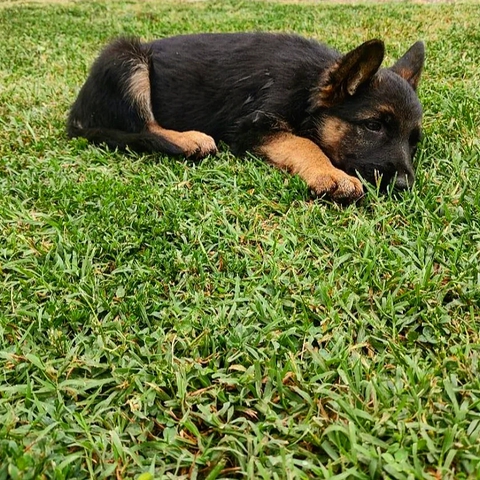 My little friend