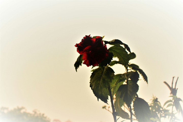 Hibiscus