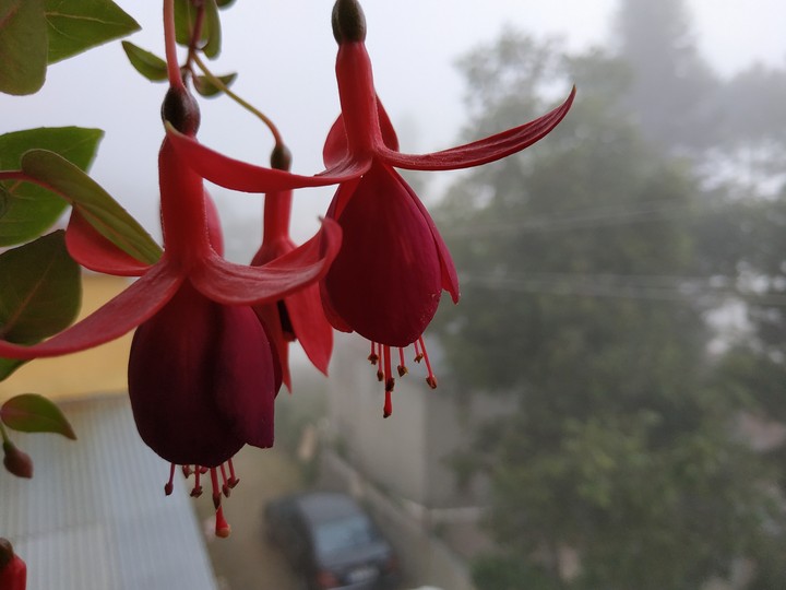fuchsia/ küpe çiçeği