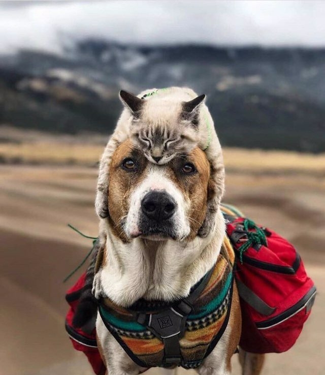 dogy life
