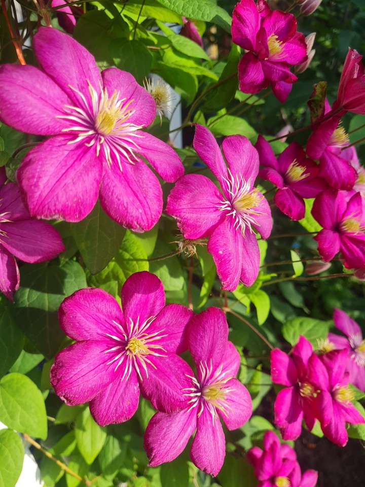 flowers