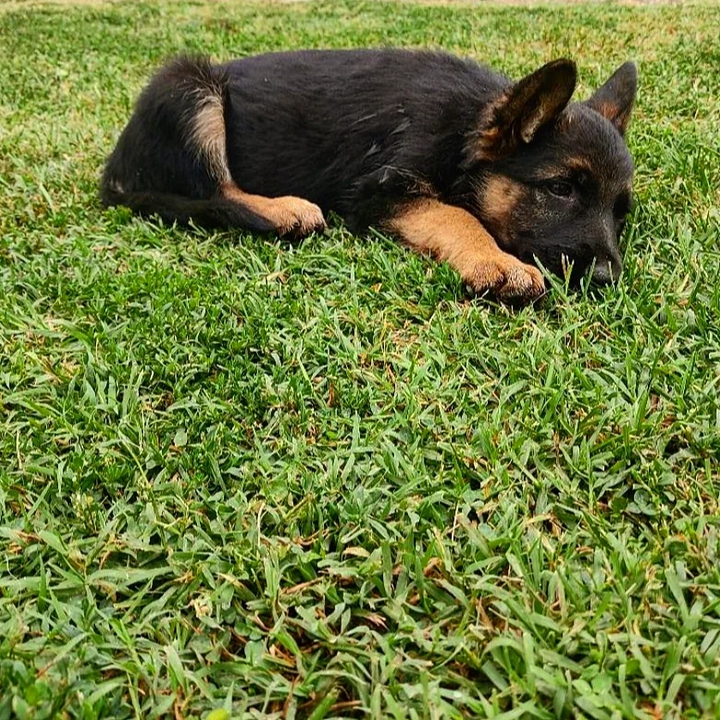 My little friend